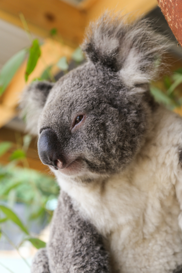 Koala Portrait