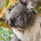 Koala Portrait