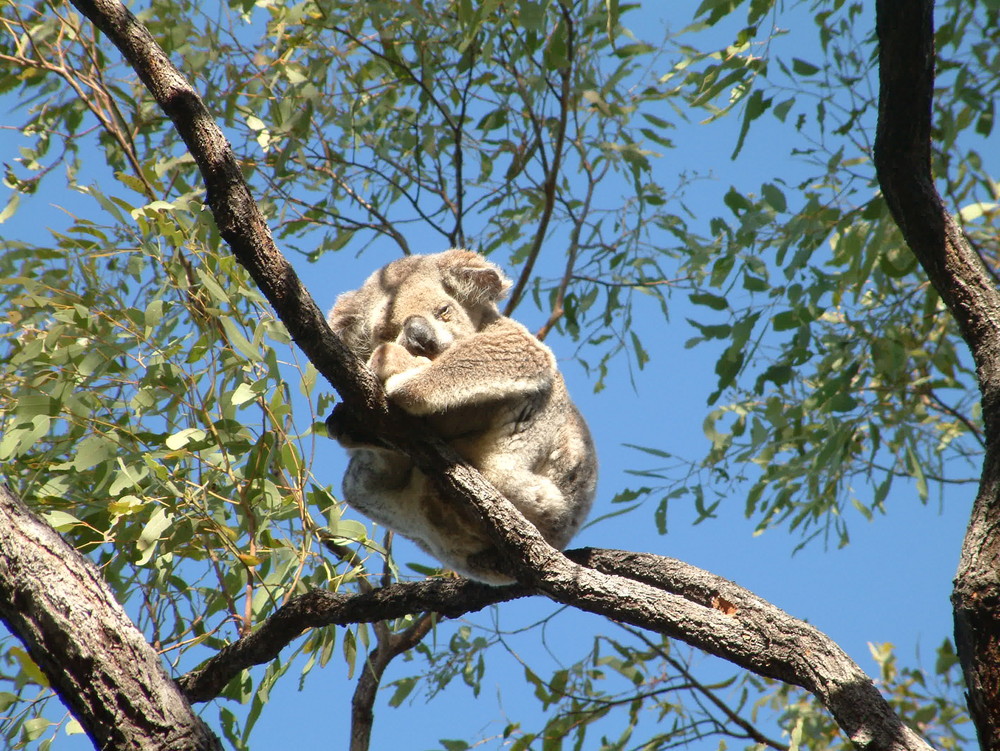 Koala, Queensland