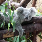 Koala schaut in die Kamera