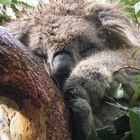 Koala Schläfchen