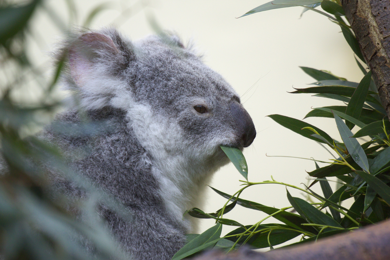 Koala sich ganz seiner Lieblingsspeise widmend