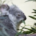 Koala sich ganz seiner Lieblingsspeise widmend