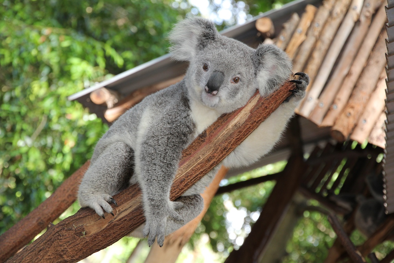 Koala smiling