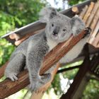 Koala smiling