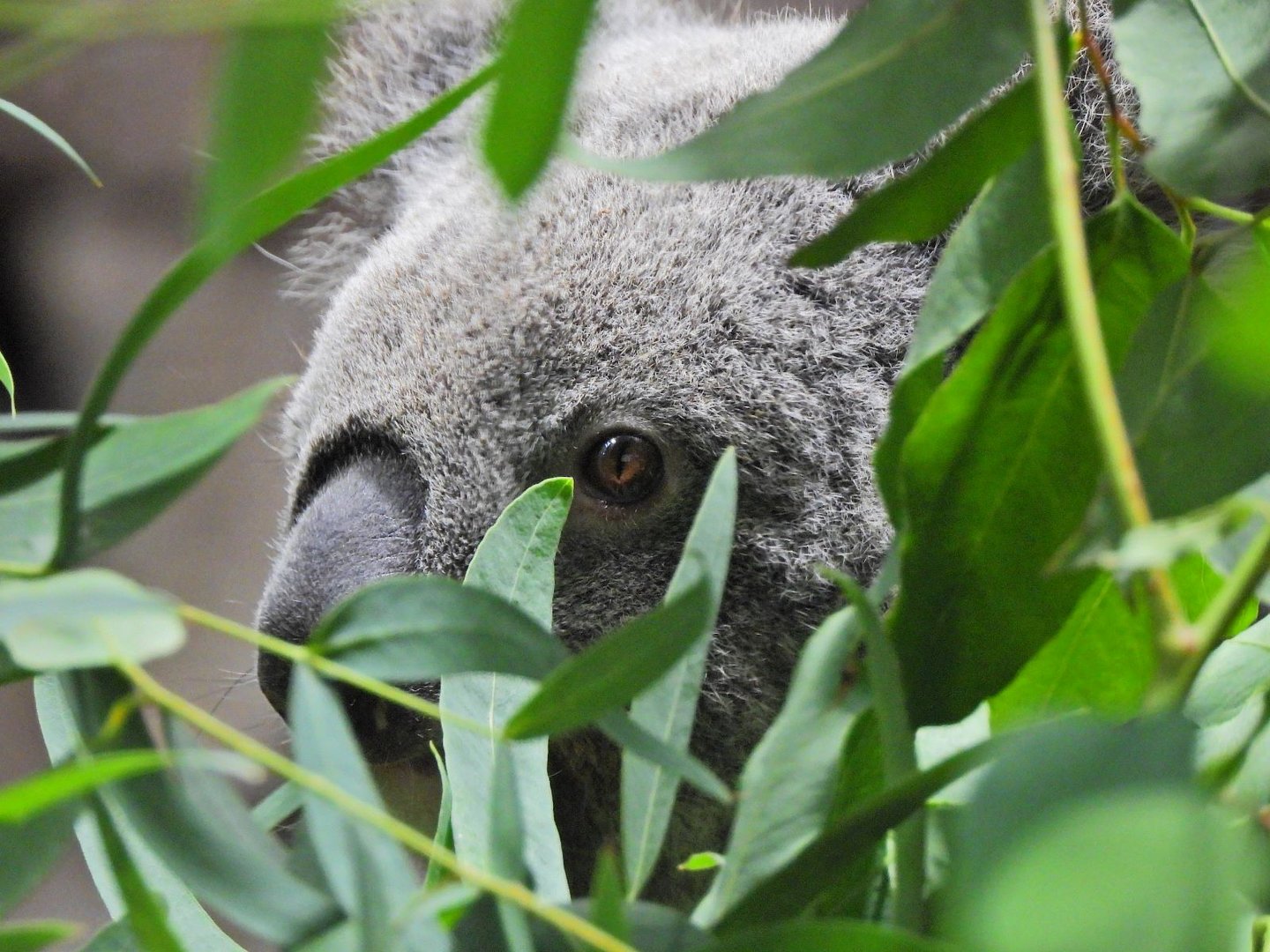 Koala Terra Australis 