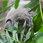Koala Terra Australis 