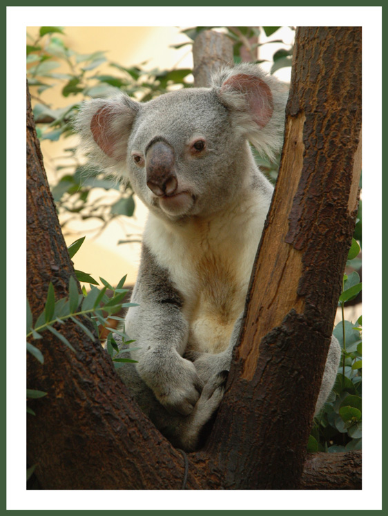 Koala thinking