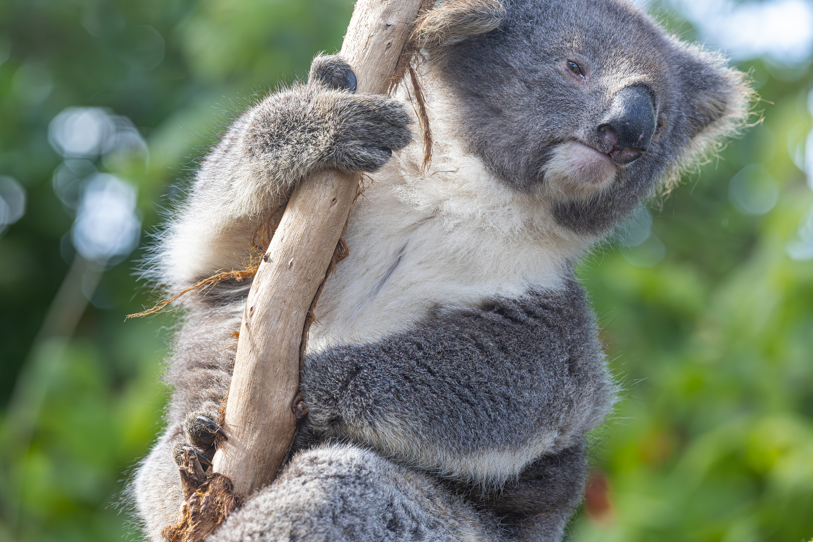 Koala Tierpark Känguru Island 3- Australien 2023-