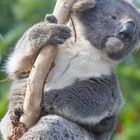 Koala Tierpark Känguru Island 3- Australien 2023-