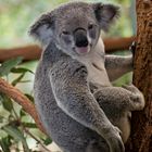 "Koala-tionsaussagen...