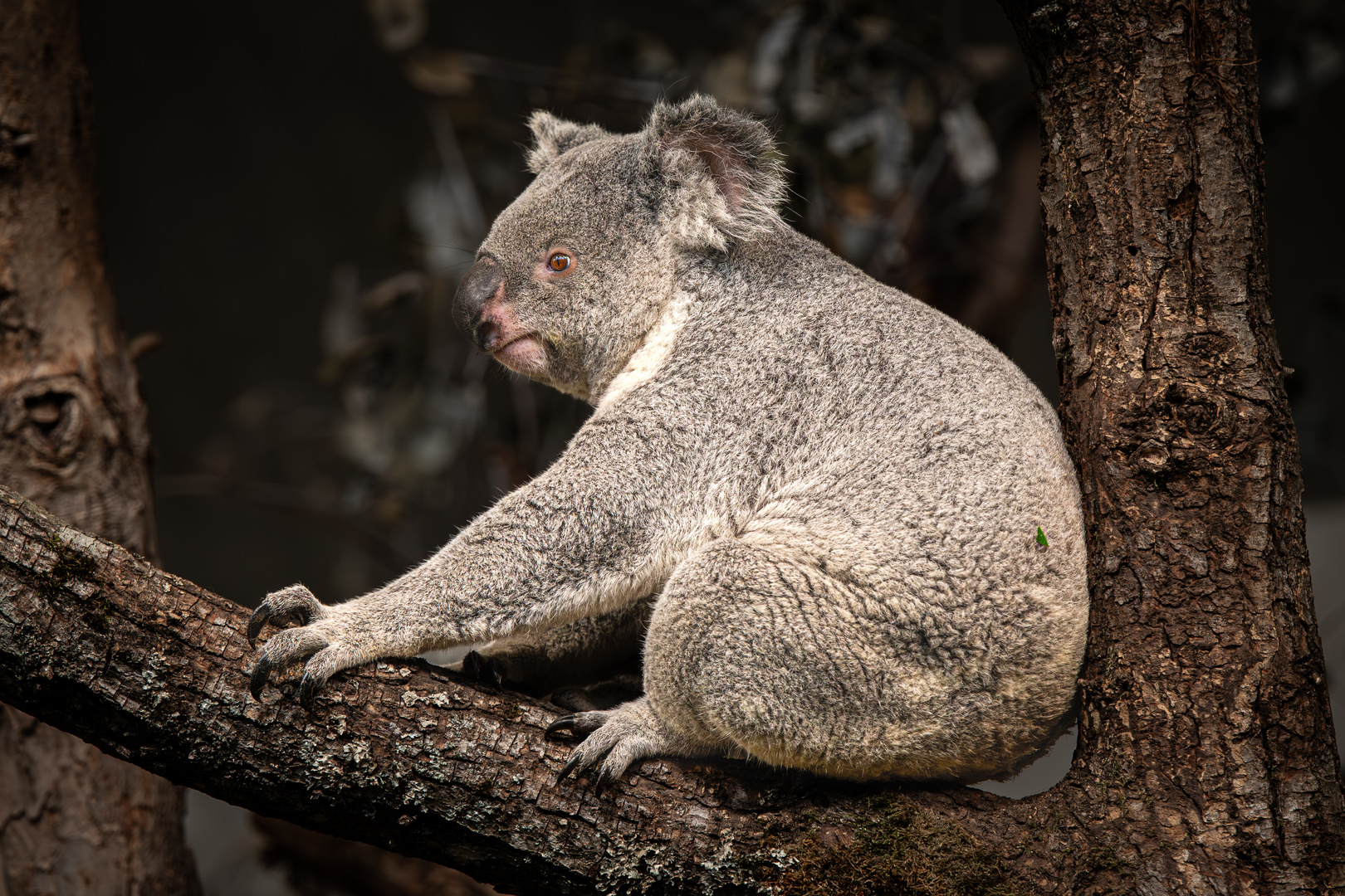 Koala und die Suche nach dem Eucalyptus