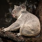 Koala und die Suche nach dem Eucalyptus