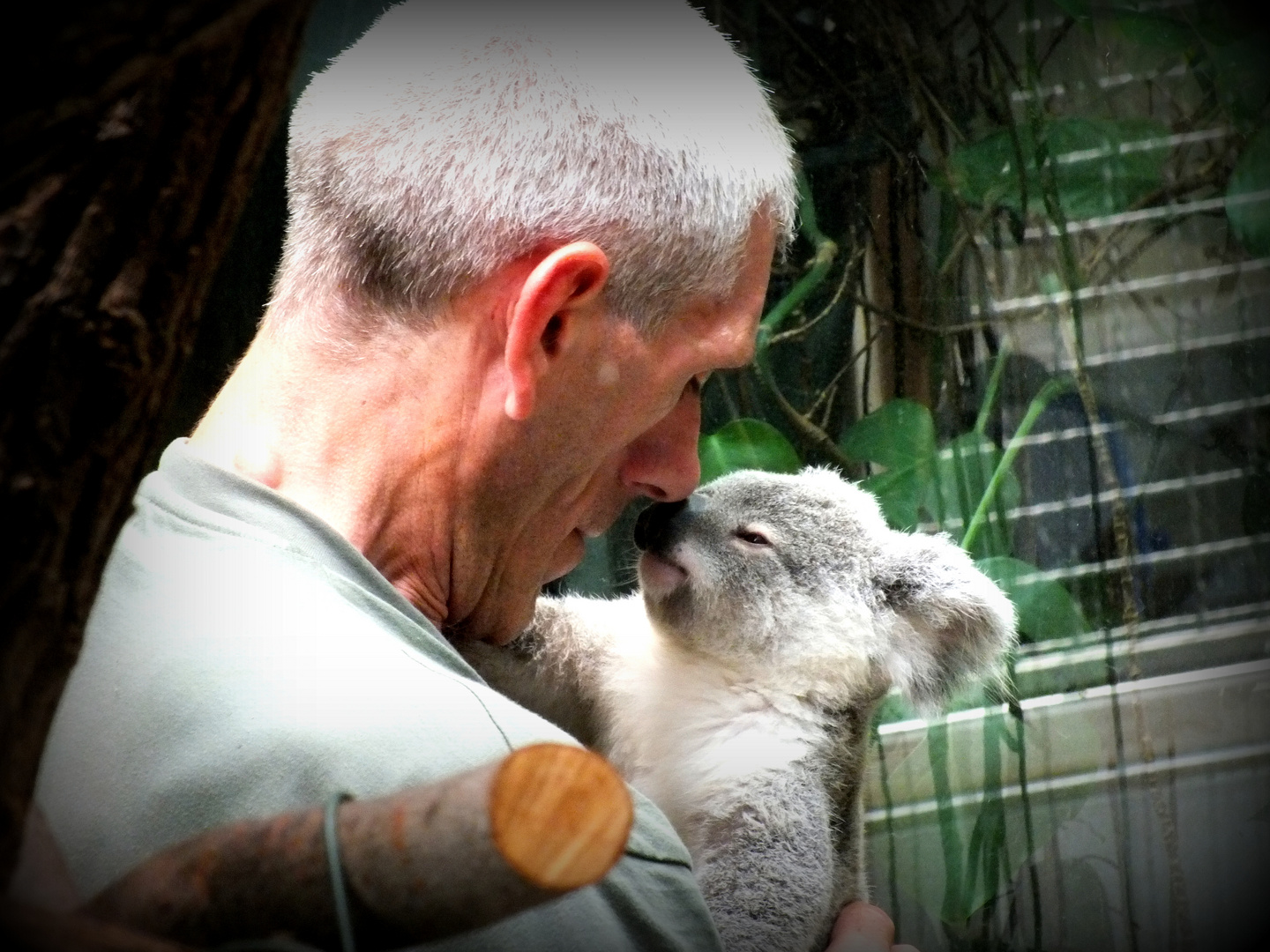 Koala und Mensch