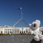 Koala vor dem Parliament House