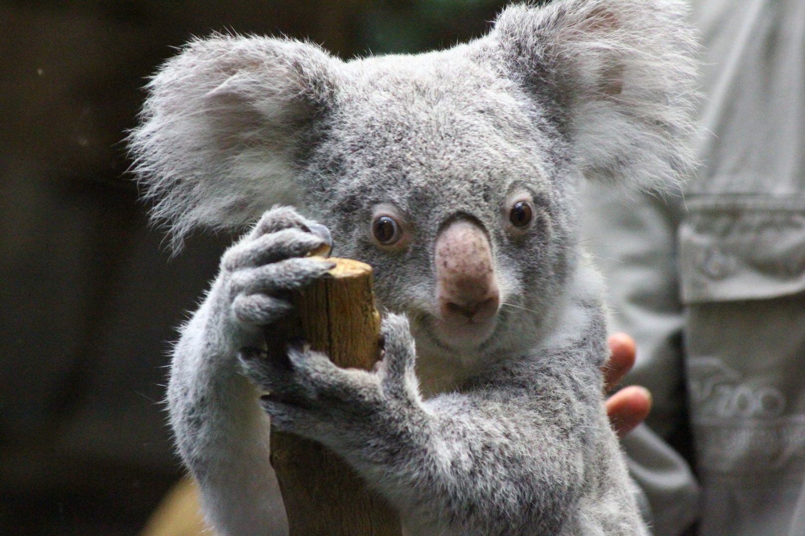 Koala wird gewogen