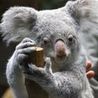 Koala wird gewogen