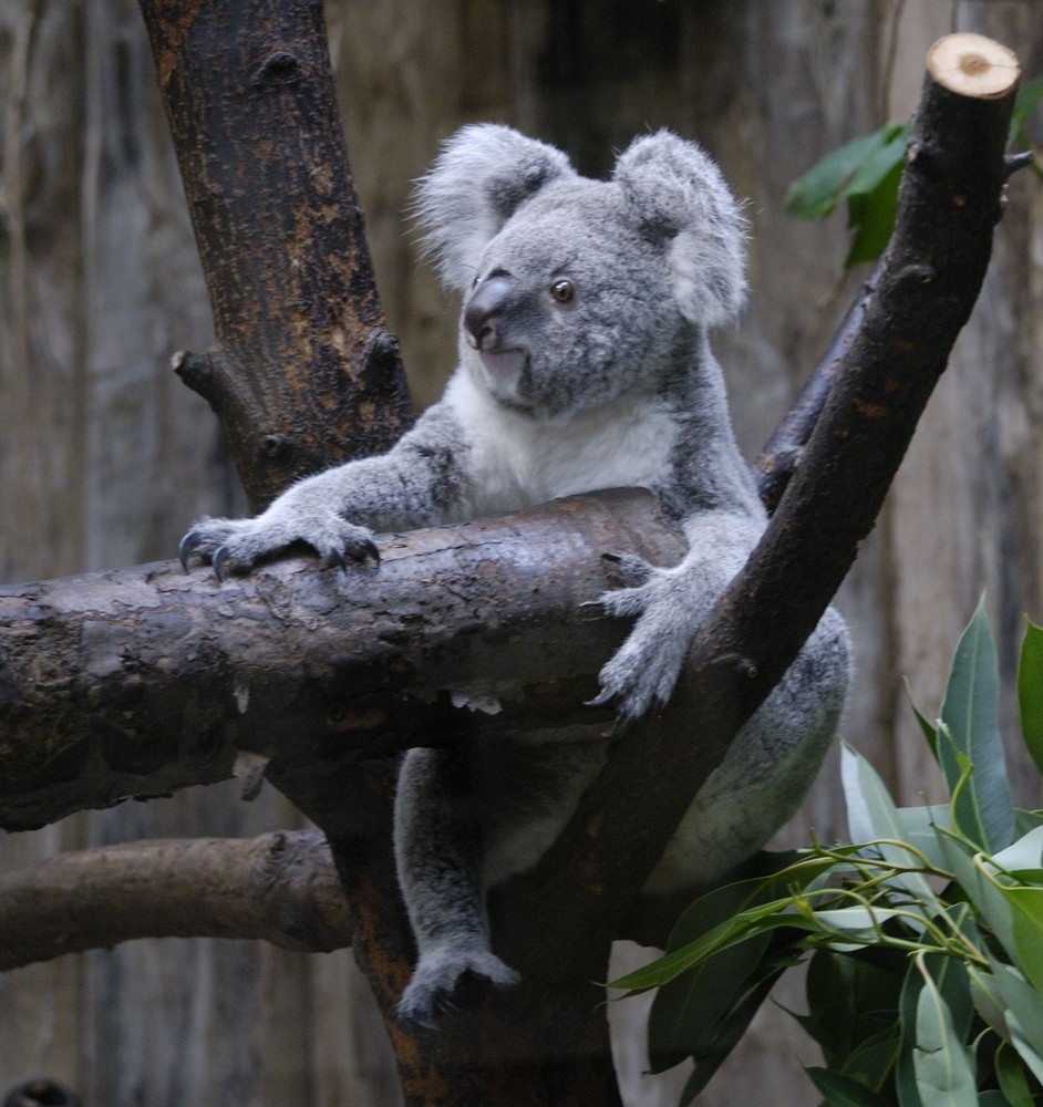 Koala Zoo Duisburg 1