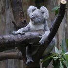 Koala Zoo Duisburg 1