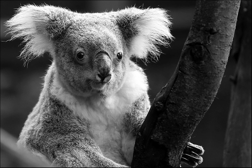 Koala - ZOO Duisburg