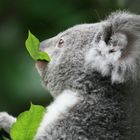 Koala Zoo Duisburg