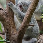 Koala (Zoo Duisburg)