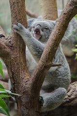 Koala (Zoo Duisburg)