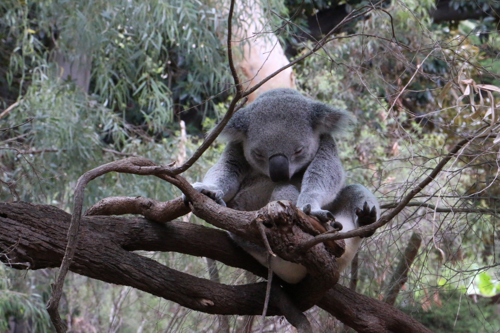 Koala Zoo Sydney