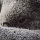 Koala_02