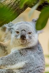 Koala_03