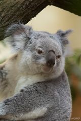 Koala_05