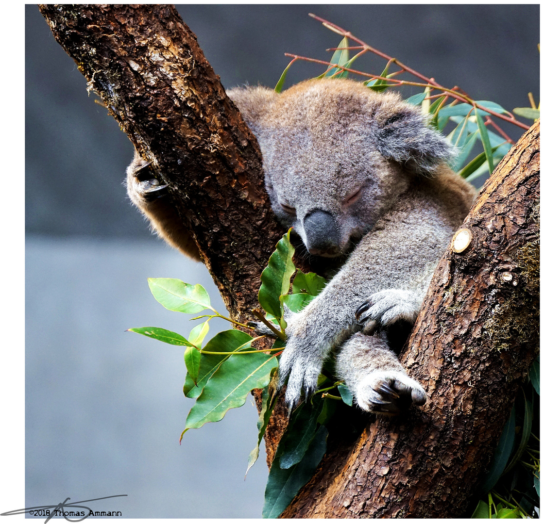 Koala_180329