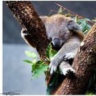 Koala_180329