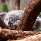 Koala_2