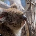 Koala_2