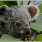 Koalababy /2