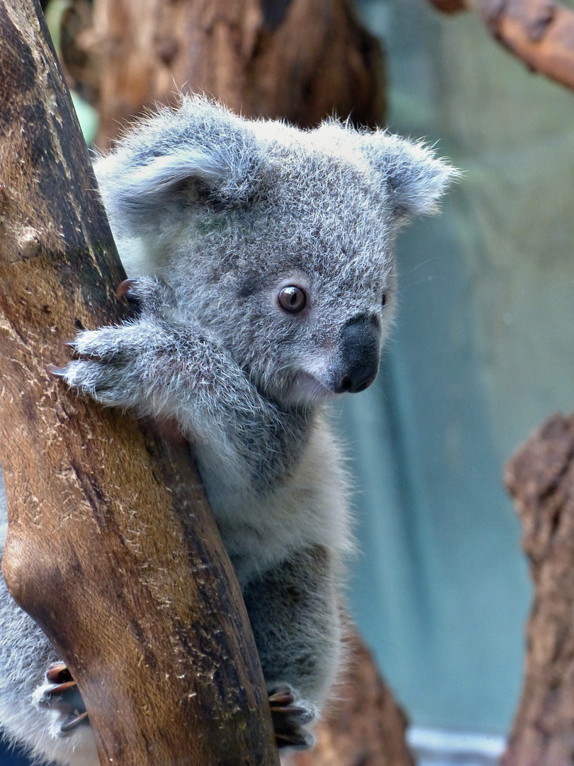 Koalababy Foto & Bild | natur, zoo, tiere Bilder auf fotocommunity