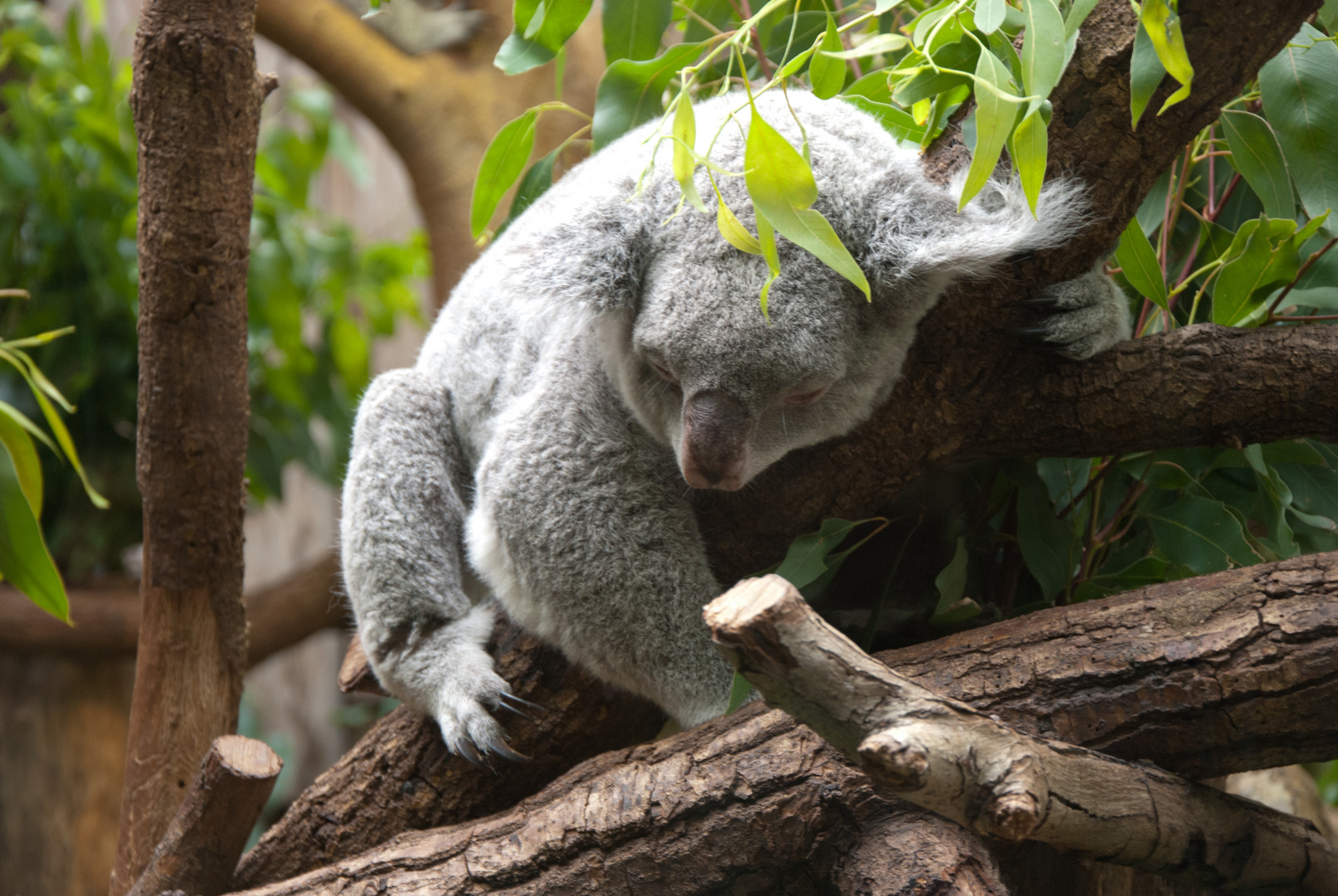 Koalabär Foto & Bild | tiere, zoo, wildpark & falknerei, säugetiere