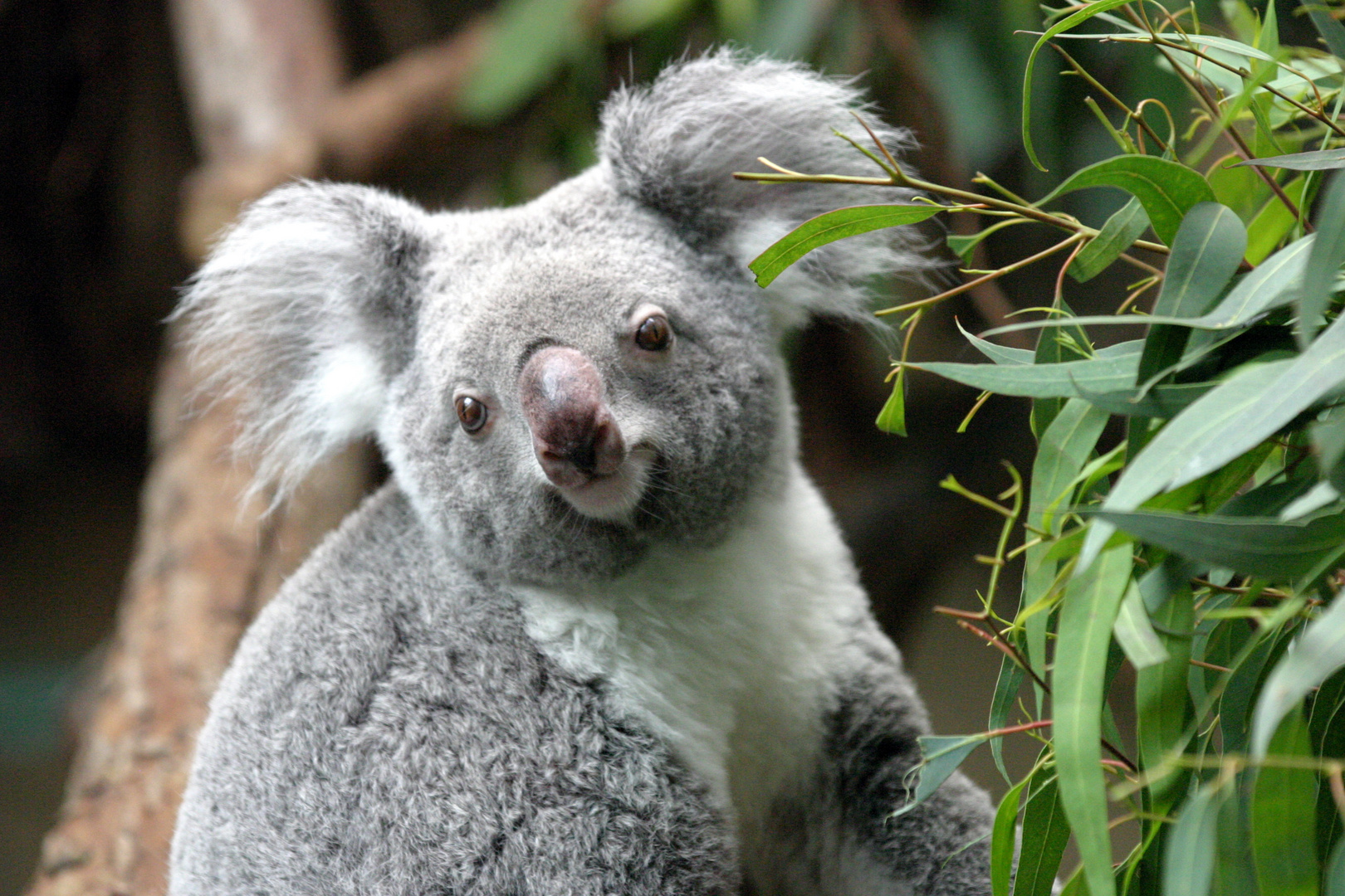 Koalabär Foto & Bild | tiere, zoo, wildpark & falknerei, säugetiere