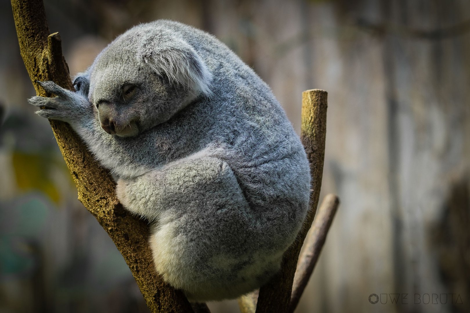 Koalabär Foto & Bild | natur, zoo, tiere Bilder auf fotocommunity