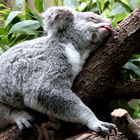 Koalabär beim Zunge zeigen