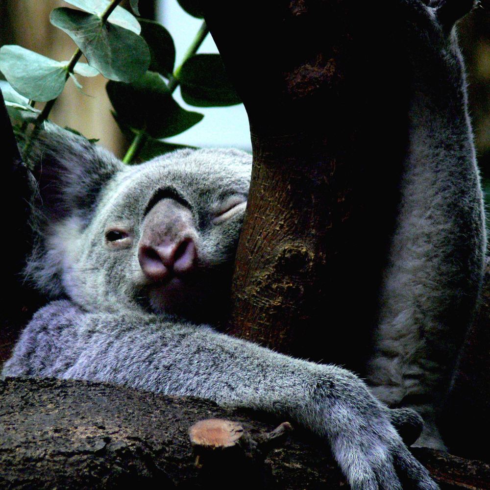Koalabär im Duisburger Zoo Foto & Bild | tiere, zoo, wildpark
