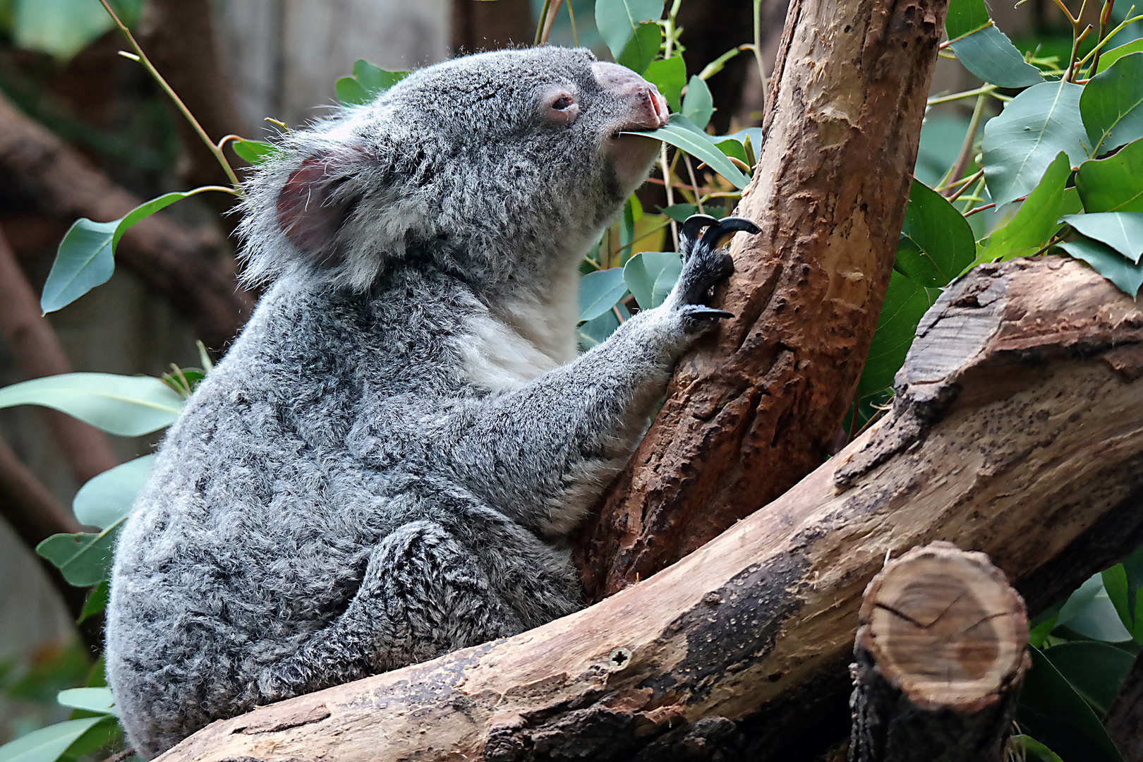 Koalabär im Zoo Duisburg