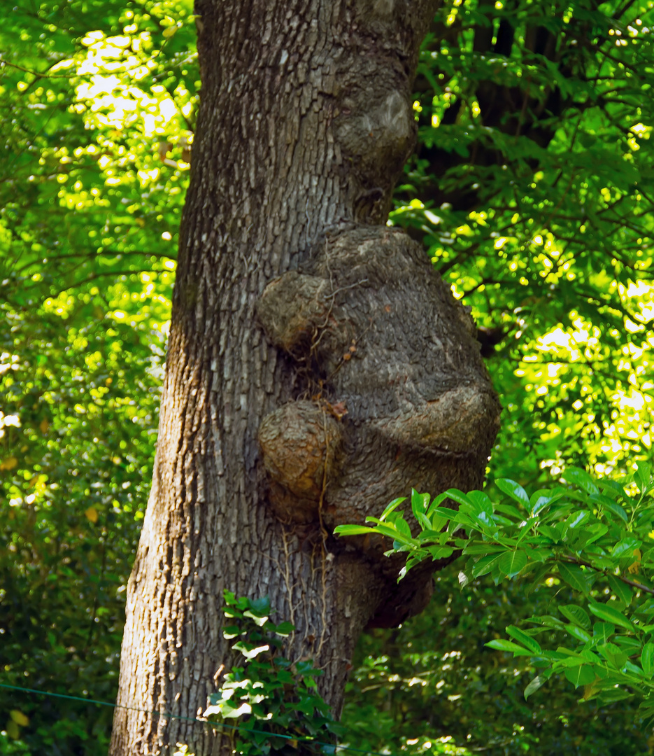 Koalabär klettert auf  Baum 