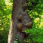 Koalabär klettert auf  Baum 