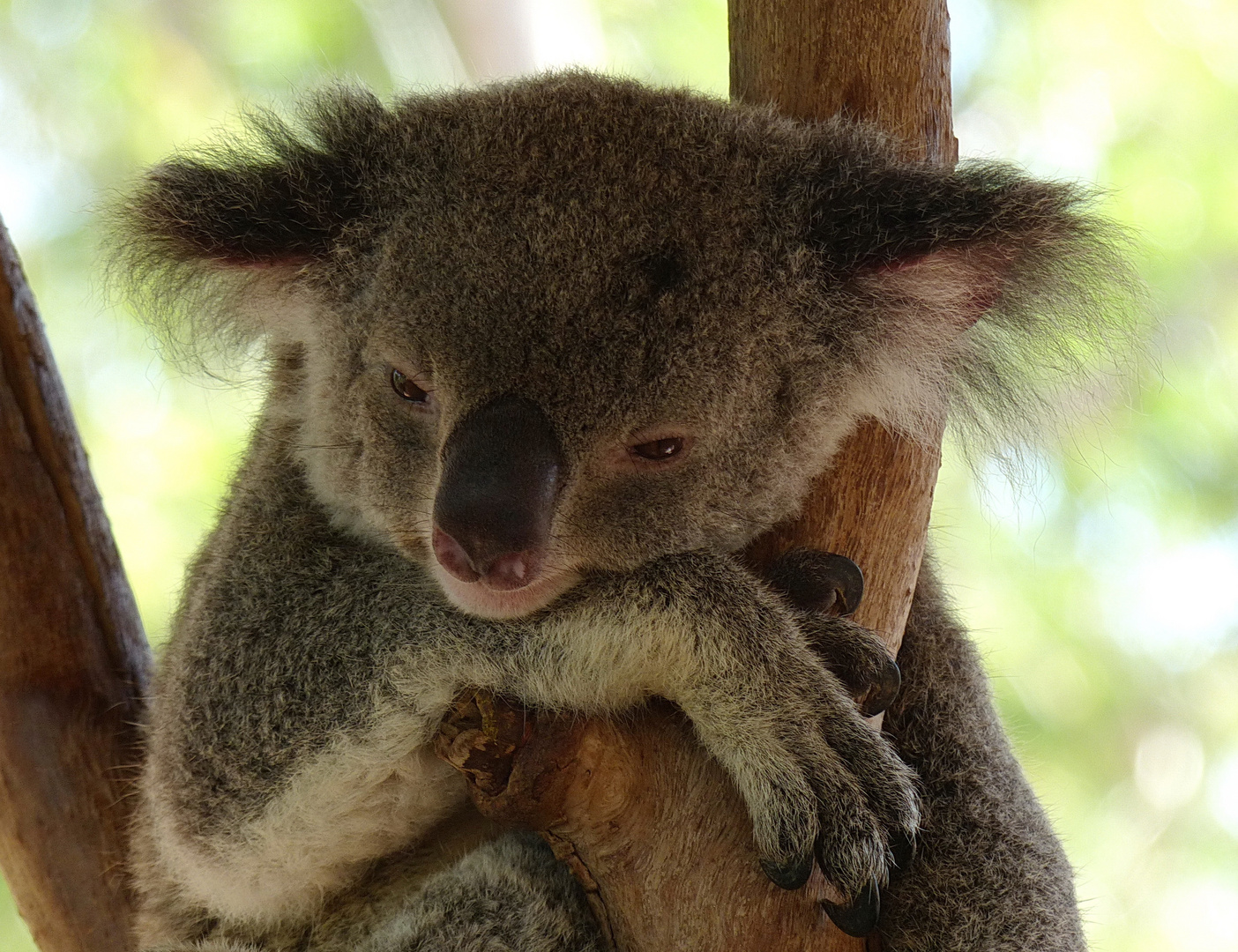 Koalabär Wildlife