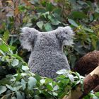 Koalabär, Zoo Duisburg