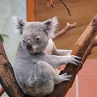 Koalabärchen