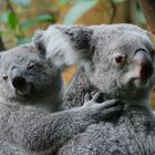 Koalafamilie