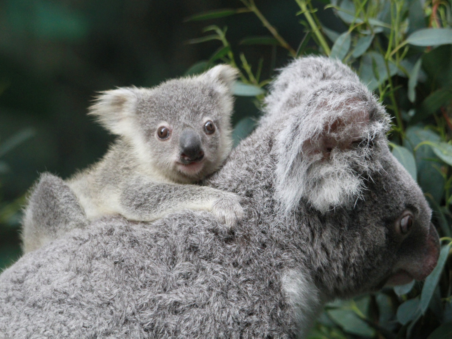 Koalajungtier aus dem Zoo Duisburg